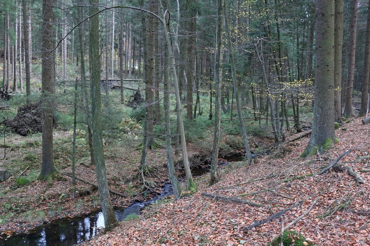 Blick in einen Wald: der Erschießungsplatz im Langenbachtal Blick in einen Wald: der Erschießungsplatz im Langenbachtal